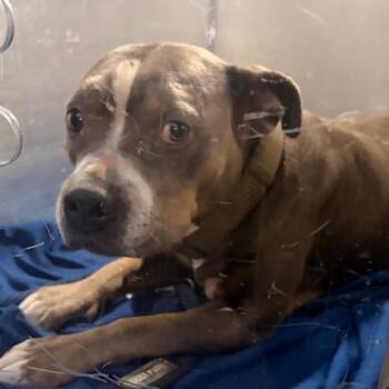 Texas -  Mixed Breed Dog for Adoption in Philadelphia, Pennsylvania - Texas | PetCurious