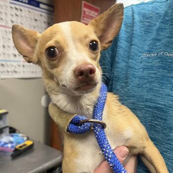 Fraulein -  Chihuahua Dog for Adoption in Yuma, Arizona - Fraulein | PetCurious