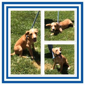 ELVIS -  Australian Cattle Dog Blue Heeler and Hound Dog for Adoption in Buckhannon, West Virginia - ELVIS | PetCurious