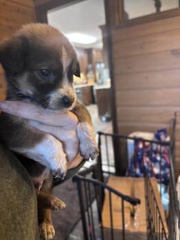 26-122 Scout "JUST ARRIVED" -  Shepherd and Cattle Dog Dog for Adoption in Richardson, Texas - 26-122 Scout "JUST ARRIVED" | PetCurious