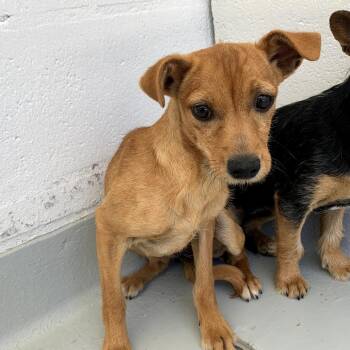 Mixed Breed Dogs Available for Adoption in San Francisco, California - Nedra | PetCurious