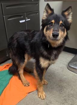 Tigger -  German Shepherd Dog Dog for Adoption in Phoenix, Oregon - Tigger | PetCurious