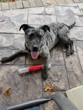 Mixed Breed and Catahoula Leopard Dog Dogs Available for Adoption - Maisie | PetCurious