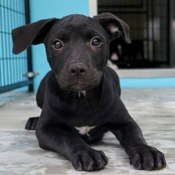 Pit Bull Terrier and Mixed Breed Dogs Available for Adoption in Bradenton, Florida - Minerva | PetCurious