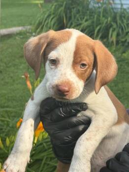 Mochi -  Beagle and German Shorthaired Pointer Dog for Adoption in Effingham, Illinois - Mochi | PetCurious