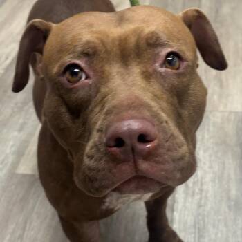 Ramona -  Mixed Breed Dog for Adoption in Newark, New Jersey - Ramona | PetCurious