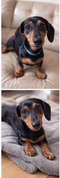 Dachshund Dogs Available for Adoption - Chief | PetCurious