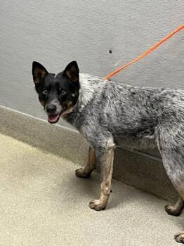 Australian Cattle Dog Blue Heeler Dogs Available for Adoption - OLIVER | PetCurious