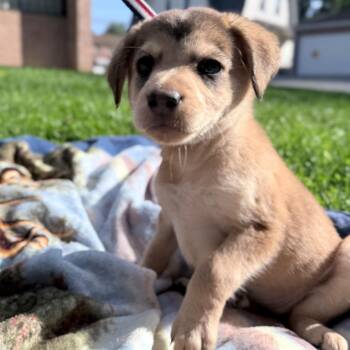 Dorothy -  Shepherd and Mixed Breed Dog for Adoption in Allentown, Pennsylvania - Dorothy | PetCurious