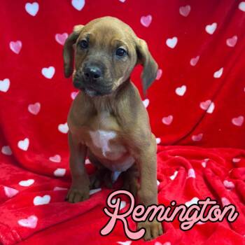 Black And Tan Coonhound and Mixed Breed Dogs Available for Adoption - Remington | PetCurious