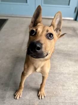 Ducky -  Belgian Shepherd Malinois and Mixed Breed Dog for Adoption in New Orleans, Louisiana - Ducky | PetCurious