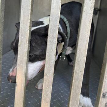 Pit Bull Terrier Dogs Available for Adoption in Greensboro, North Carolina - Officer Muffins | PetCurious