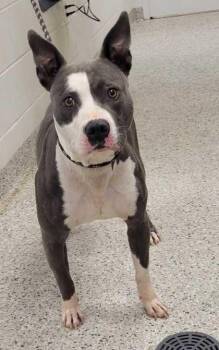 Pit Bull Terrier and Mixed Breed Dogs Available for Adoption in Kansas City, Missouri - Neptune | PetCurious
