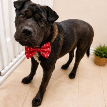 Shar Pei and Black Labrador Retriever Dogs Available for Adoption in Lucas, Texas - Rupert | PetCurious
