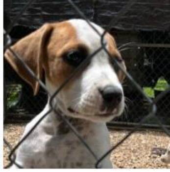 Sheree -  Mixed Breed Dog for Adoption in West Chester, Pennsylvania - Sheree | PetCurious