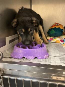 Mixed Breed Dogs Available for Adoption in Dyersburg, Tennessee - Finley | PetCurious