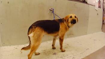 Rescue German Shepherd Dog and Mixed Breed Dogs for Adoption in Houston, Texas - JULIUS | PetCurious