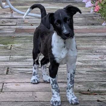 Eliza -  Border Collie and Australian Shepherd Dog for Adoption in Brockport, New York - Eliza | PetCurious