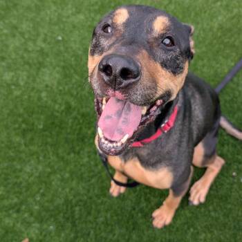 Draco -  Mixed Breed Dog for Adoption in Pittsburgh, Pennsylvania - Draco | PetCurious