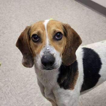 Rescue Hound Dogs for Adoption in Chatham, Virginia - Heaven | PetCurious