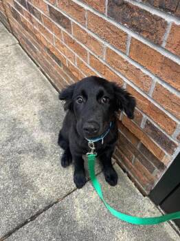 Dasha -  Terrier Dog for Adoption in Candler, North Carolina - Dasha | PetCurious