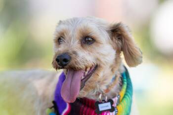 Cookie -  Terrier and Poodle Dog for Adoption in Santa Rosa, California - Cookie | PetCurious