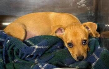Chorizo -  Chihuahua and Mixed Breed Dog for Adoption in Morton Grove, Illinois - Chorizo | PetCurious