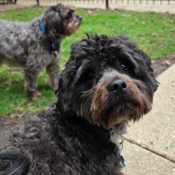 Apollo -  Miniature Poodle and Shih Tzu Dog for Adoption in Chicago, Illinois - Apollo | PetCurious