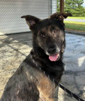 Rescue Shepherd Dogs for Adoption in Edinburg, Virginia - Ashy | PetCurious