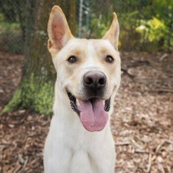 Scott -  Shepherd and Mixed Breed Dog for Adoption in Largo, Florida - Scott | PetCurious