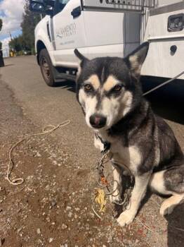 NEVE CAMPBELL -  Siberian Husky Dog for Adoption in Sacramento, California - NEVE CAMPBELL | PetCurious
