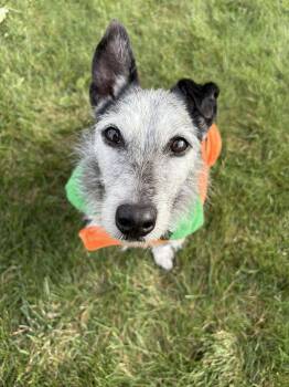 Corgi and Miniature Schnauzer Dogs Available for Adoption in Oak Forest, Illinois - Frankie | PetCurious