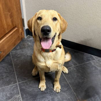 Rescue Labrador Retriever Dogs for Adoption in Denton, Texas - Tucker | PetCurious