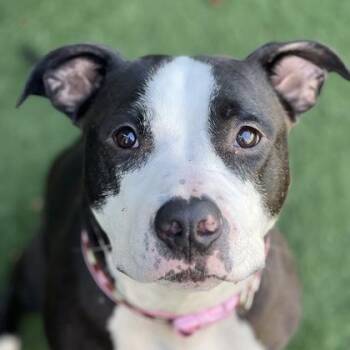 Rescue American Staffordshire Terrier Dogs for Adoption in Sacramento, California - Mymochi | PetCurious