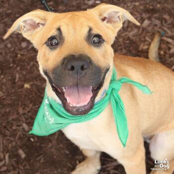 Searcher -  Labrador Retriever and Shepherd Dog for Adoption in Washington, District Of Columbia - Searcher | PetCurious