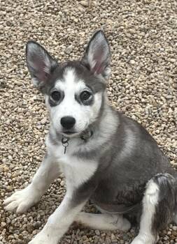 Bethany -  Siberian Husky Dog for Adoption in Longmont, Colorado - Bethany | PetCurious