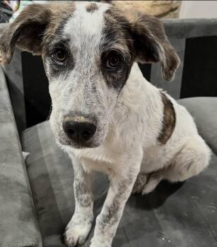Mixed Breed Dogs Available for Adoption in Maineville, Ohio - Lego | PetCurious