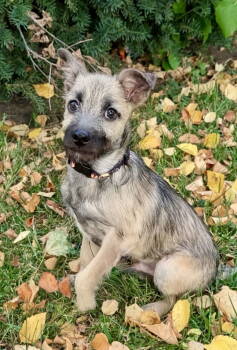 Rescue Terrier Dogs for Adoption in Omaha, Nebraska - Winston | PetCurious