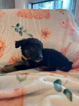 Australian Shepherd Dogs Available for Adoption in Sidney, Ohio - Wrangler Yrly 178 | PetCurious