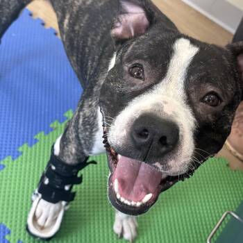 Thumper -  American Staffordshire Terrier and Pit Bull Terrier Dog for Adoption in Choctaw, Oklahoma - Thumper | PetCurious