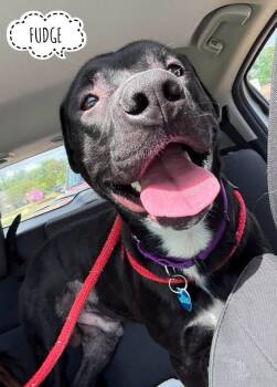 Fudge -  Mixed Breed Dog for Adoption in Flint, Michigan - Fudge | PetCurious