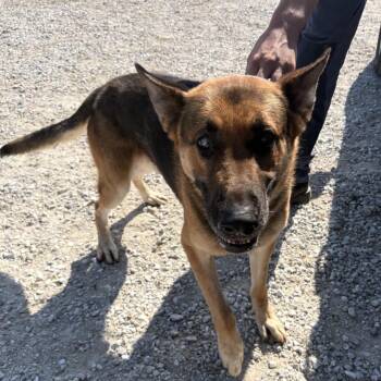 Sarge -  German Shepherd Dog Dog for Adoption in Normal, Illinois - Sarge | PetCurious