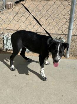 Harper -  Labrador Retriever and Australian Cattle Dog Blue Heeler Dog for Adoption in California City, California - Harper | PetCurious