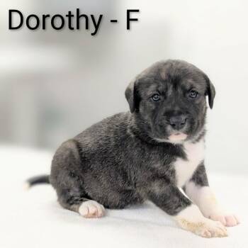 Great Pyrenees and Mixed Breed Dogs Available for Adoption in Griswold, Connecticut - Dorothy | PetCurious