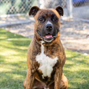 Boxer and Mixed Breed Dogs Available for Adoption in Camarillo, California - ELTON | PetCurious