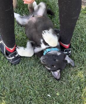 Puppy Drifter -  German Shepherd Dog Dog for Adoption in Fulton, California - Puppy Drifter | PetCurious
