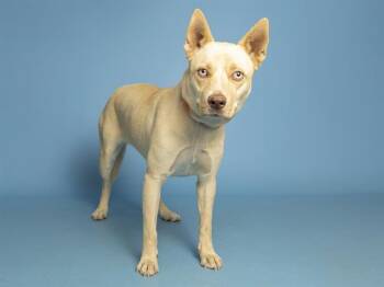 Husky Dogs Available for Adoption in Phoenix, Arizona - BELLA | PetCurious