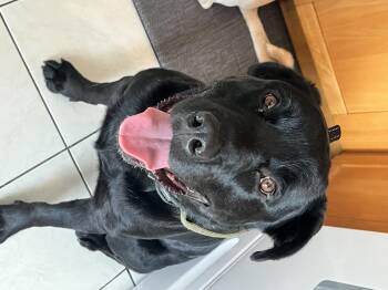 Rescue Black Labrador Retriever Dogs for Adoption in Santa Barbara, California - Ronin | PetCurious