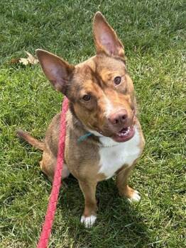 TUGBOAT -  Pit Bull Terrier and Mixed Breed Dog for Adoption in Dayton, Ohio - TUGBOAT | PetCurious