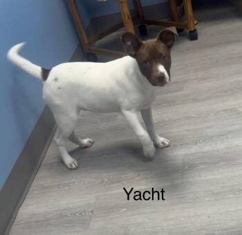 Yacht -  Akita Dog for Adoption in Ulster, Pennsylvania - Yacht | PetCurious